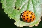 ladybird_120715e.jpg
