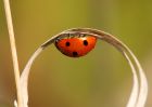ladybird_170410d.jpg