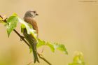 linnet_MMWWT_190523a.jpg