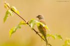 linnet_MMWWT_190523b.jpg