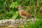 linnet_gdn_010522a.jpg