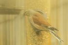 linnet_gdn_100422a.jpg