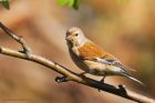 linnet_gdn_190522a.jpg