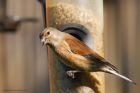 linnet_gdn_190522b.jpg