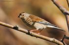 linnet_gdn_190522c.jpg