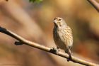 linnet_gdn_190522d.jpg