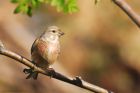 linnet_gdn_190522e.jpg