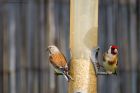 linnet_gdn_230523a.jpg