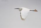 littleEgret_MMWWT_140423a.jpg