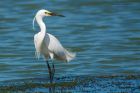 littleEgret_Noirmoutier_230622a.jpg