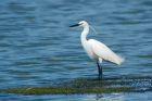 littleEgret_Noirmoutier_230622b.jpg