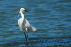 littleEgret_Noirmoutier_230622c.jpg