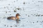 littleGrebe_LM_220921a.jpg