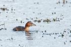 littleGrebe_LM_220921b.jpg