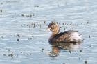 littleGrebe_LM_220921d.jpg