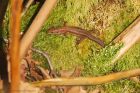 lizard_FoulMoss_230223a.jpg