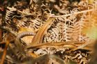 lizard_HB_250823a.jpg