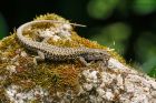 lizard_gite2_260622b.jpg