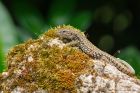 lizard_gite2_260622c.jpg