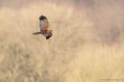 marshHarrier_LM_080322a.jpg