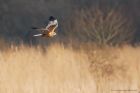 marshHarrier_LM_080322b.jpg