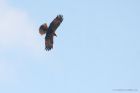 marshHarrier_LM_100323a.jpg