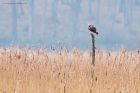 marshHarrier_LM_210122a.jpg