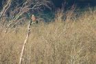 marshHarrier_LM_210122c.jpg