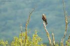 marshHarrier_LM_210723mm.jpg