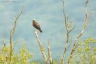 marshHarrier_LM_210723qq.jpg
