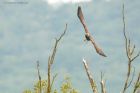 marshHarrier_LM_210723r.jpg