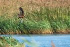 marshHarrier_LM_220921a.jpg