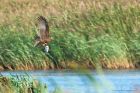 marshHarrier_LM_220921h.jpg