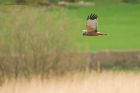 marshHarrier_LM_310323a.jpg