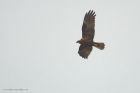 marshHarrier_MMWWW_030123a.jpg