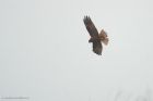 marshHarrier_MMWWW_030123b.jpg