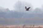 marshHarrier_MMWWW_030123c.jpg