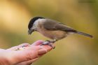 marshTit_LM_210122a.jpg