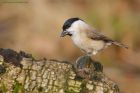 marshTit_LM_210122b.jpg