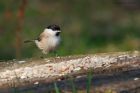 marshTit_sizergh_080322a.jpg