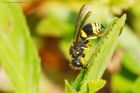 masonWasp_gdn_170722d.jpg