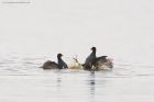 moorhen_MMWWT_140423a.jpg