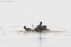 moorhen_MMWWT_140423b.jpg