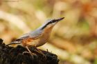 nuthatch_LM_210122a.jpg