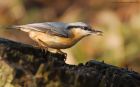 nuthatch_LM_210122b.jpg