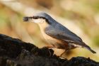 nuthatch_LM_210122c.jpg