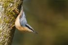 nuthatch_brock_240323a.jpg