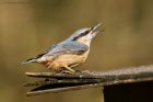 nuthatch_brock_240323b.jpg