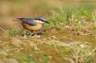 nuthatch_sizergh_080322a.jpg