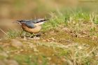 nuthatch_sizergh_080322b.jpg